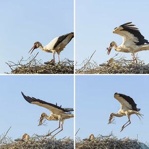 Vögel 16