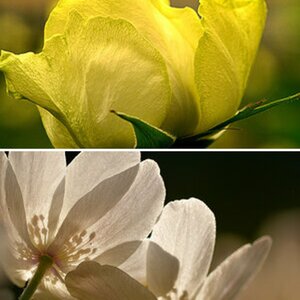 Blumen