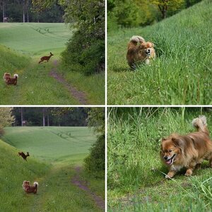 Hunde