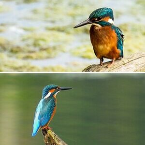 Eisvogel (Alcedo atthis)