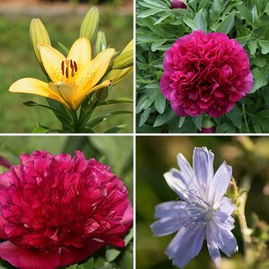 Blumen
