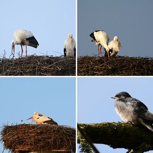 Vögel II