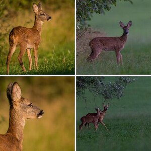 Abends am Waldrand
