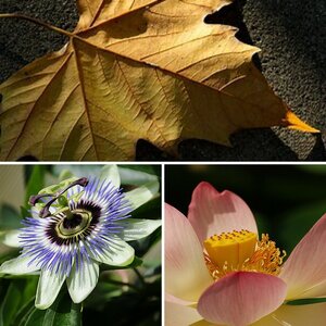 Blumen Pflanzen