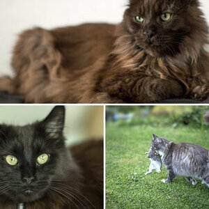 Cats