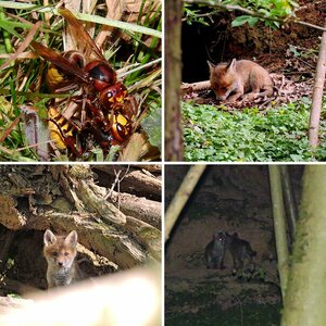 Tiere