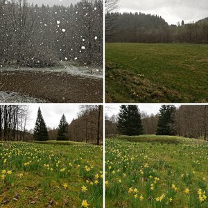 Narzissenblüte im NSG Perlenbachtal