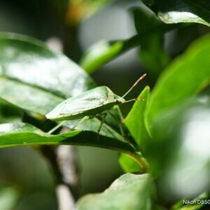 Natur