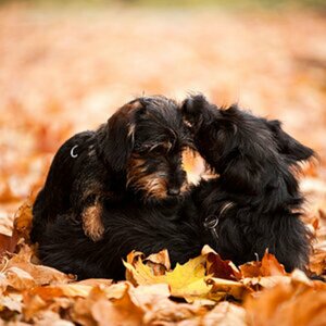 Hunde