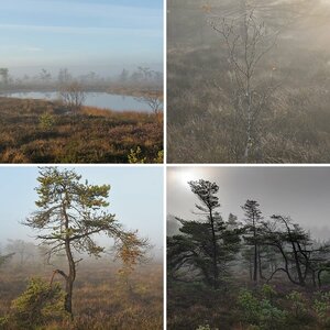 Schwarzes Moor in der Rhön
