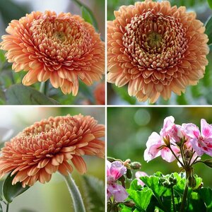 Blumen