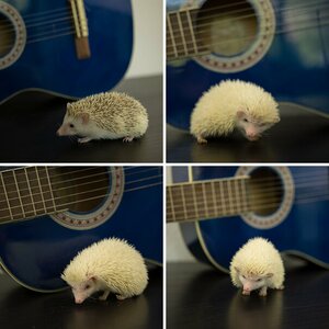 meine Igel