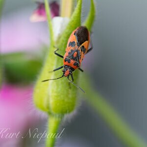 Insekten