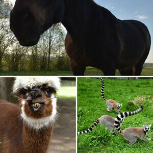 Tiere