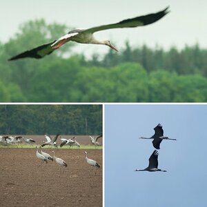 Wildvögel