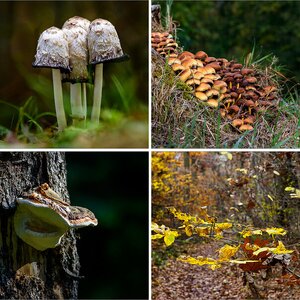 Herbst