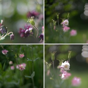 Freelensing