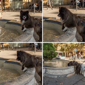 Tiere 4
