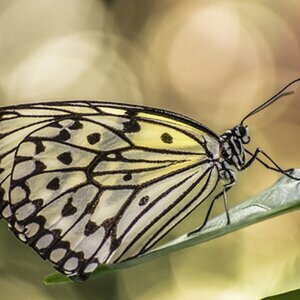 Insekten