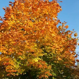 Herbst