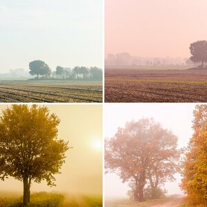 Nebel-Fotos