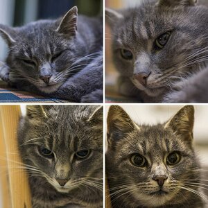 Meine Katze
