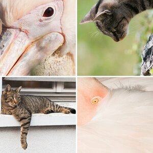 Tiere