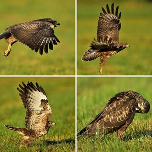 Vögel 2016-3