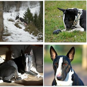Bull-Terrier-II