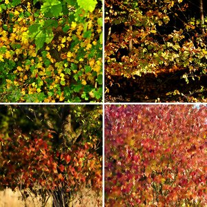 Herbstbilder
