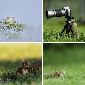 Meine Wildlife-Fotos