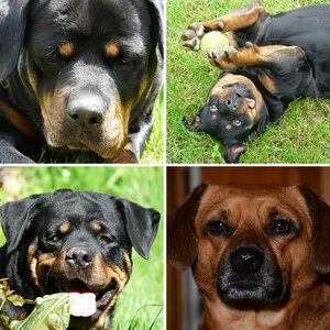 Hunde