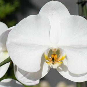 Blüten