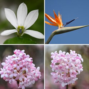 Blumen, Pflanzen