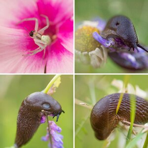 Insekten und Co.