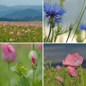 Germerode 2016