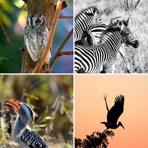 Krüger Nationalpark Südafrika 2016