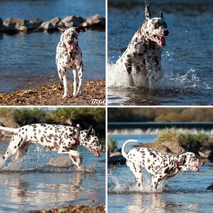 Baden an der Hundewiese