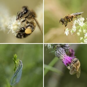 Insekten