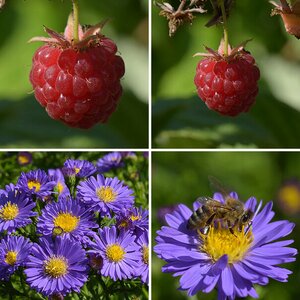 Gemüse, Früchte und anderes Gewächs