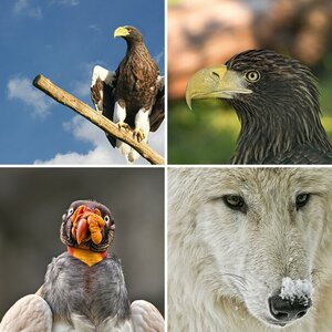 Vogel & Säugetier Wildlife Fotografie