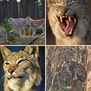 Luchs