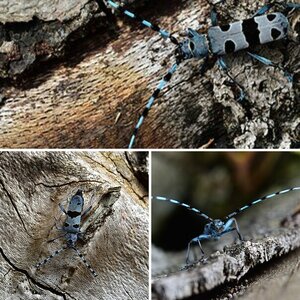 Insekten