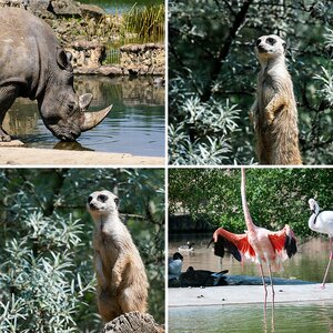 Zoobilder 2