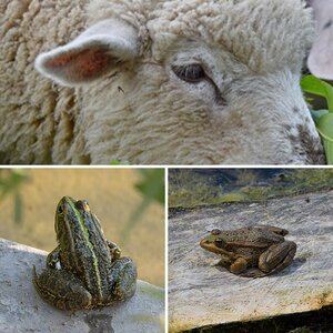 Tiere