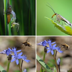 Insekten