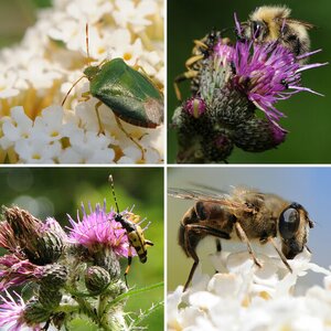 Insekten
