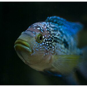 Aquarium