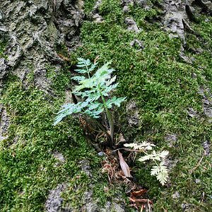 Natur