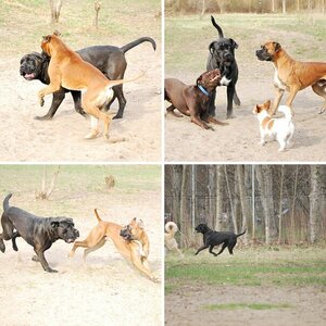 Hunde